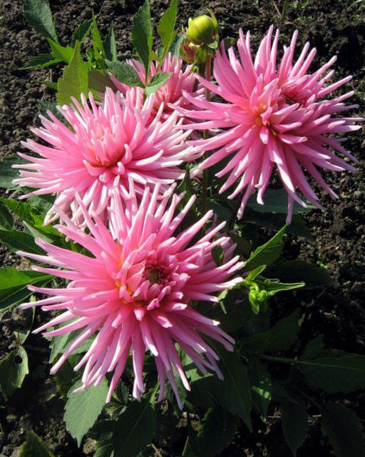 Астры - цветы, природа - оригинал