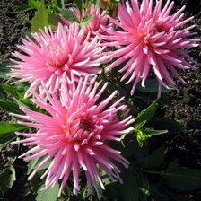 Схема вышивки «Астры»