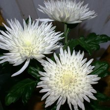 Хризантемы