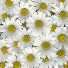 Схема вышивки «Ромашки»