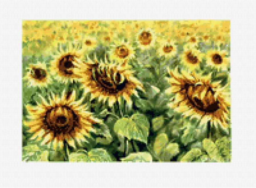 Украина.поле подсолнухов - моя страна - предпросмотр