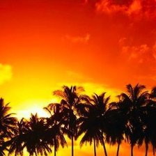 Пальмовый закат
