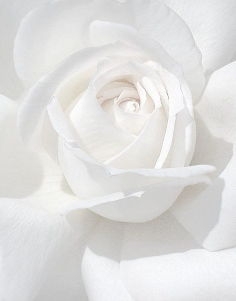 Белая роза - роза - оригинал