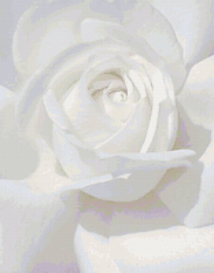 Белая роза - роза - предпросмотр