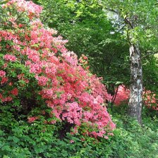 Схема вышивки «№65787»