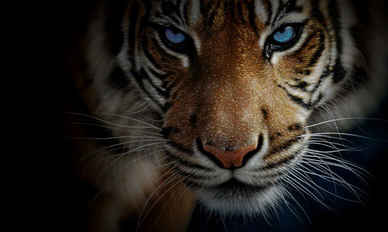 Кошки - кошки - оригинал