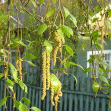 Схема вышивки «сережки»