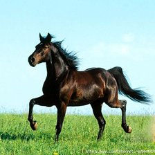 Схема вышивки «конь»