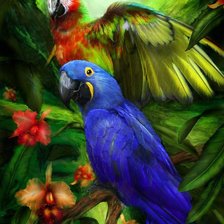 Схема вышивки «попугаи»