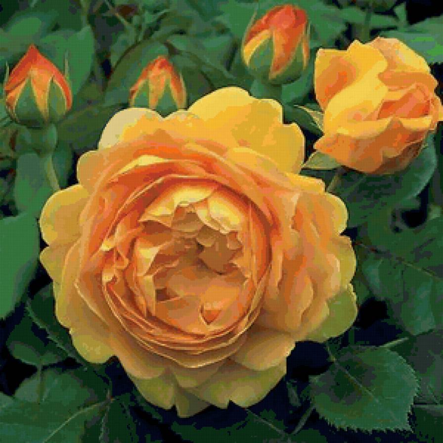 Роза - цветы, подушка, природа - предпросмотр