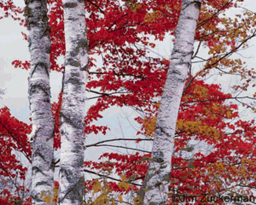 №66374 - осень, зарисовки, природа, лес - предпросмотр