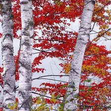 Схема вышивки «№66374»