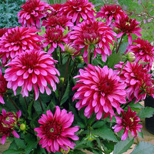 Схема вышивки «Георгины»