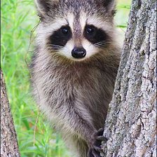 Схема вышивки «енот»