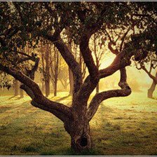 Схема вышивки «волшебный лес»