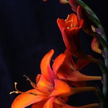 Схема вышивки «№66658»