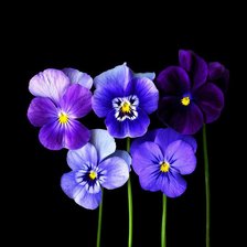 Схема вышивки «анютины глазки»