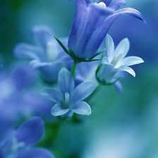 Схема вышивки «Колокольчики»