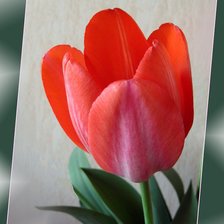 Схема вышивки «тюльпан»