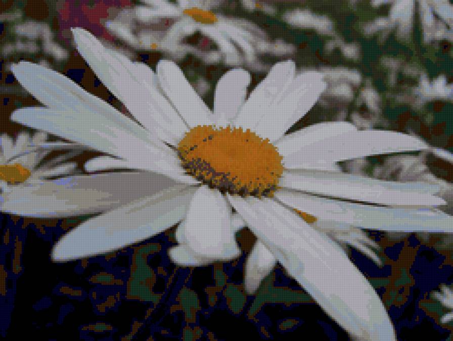 ромашки - цветок, ромашки, цветы - предпросмотр