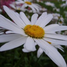 Схема вышивки «ромашки»