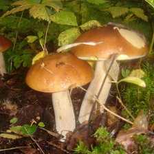 Схема вышивки «Грибочки»