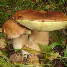 Схема вышивки «парочка»