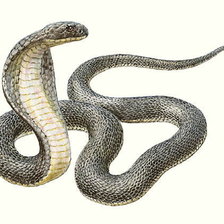 Схема вышивки «Змейка 2013»