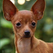 Схема вышивки «Той»