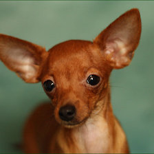 Схема вышивки «Той»