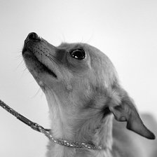 Схема вышивки «Той»