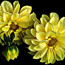 Схема вышивки «Цветы»