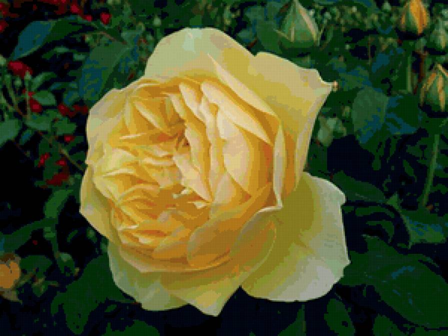 Роза - цветы, природа - предпросмотр