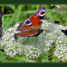 Схема вышивки «Три бабочки»