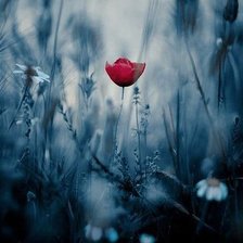 Схема вышивки «аленький цветочек»