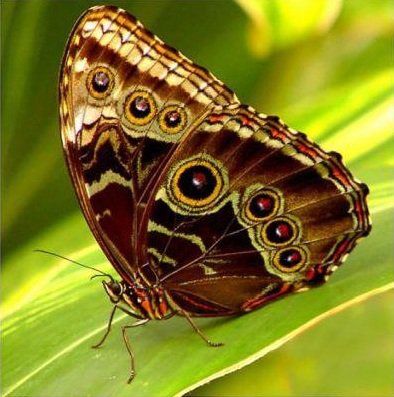 Бабочка - животные, природа - оригинал