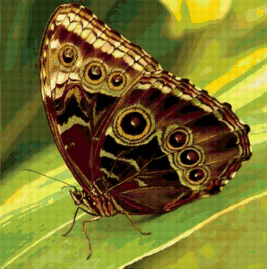 Бабочка - животные, природа - предпросмотр