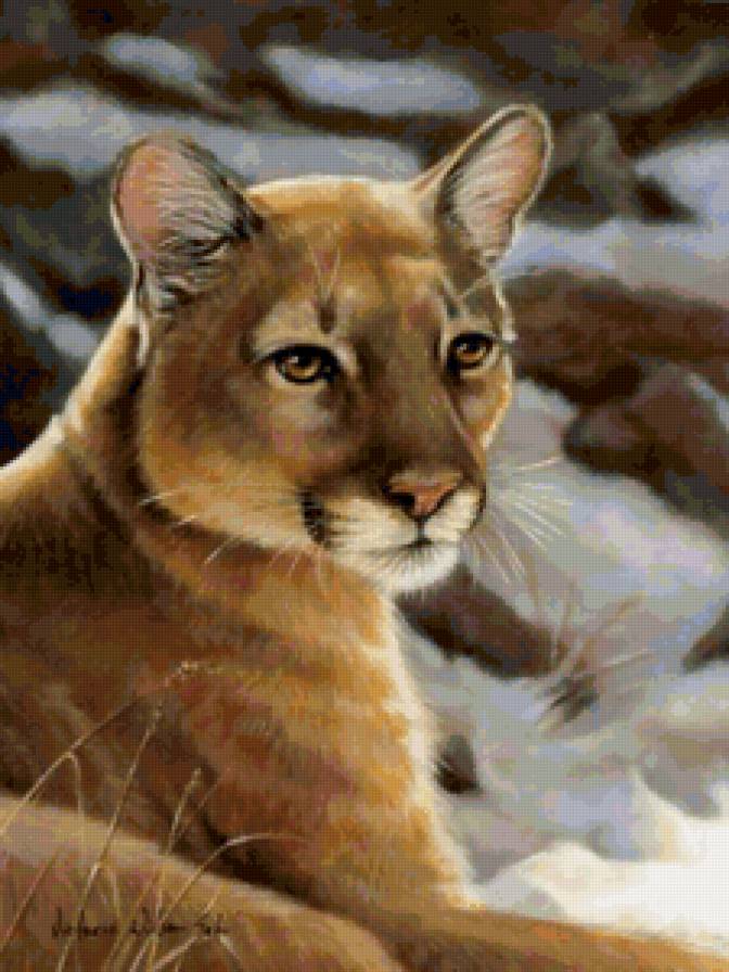 Пума - кошка, животные, звери - предпросмотр