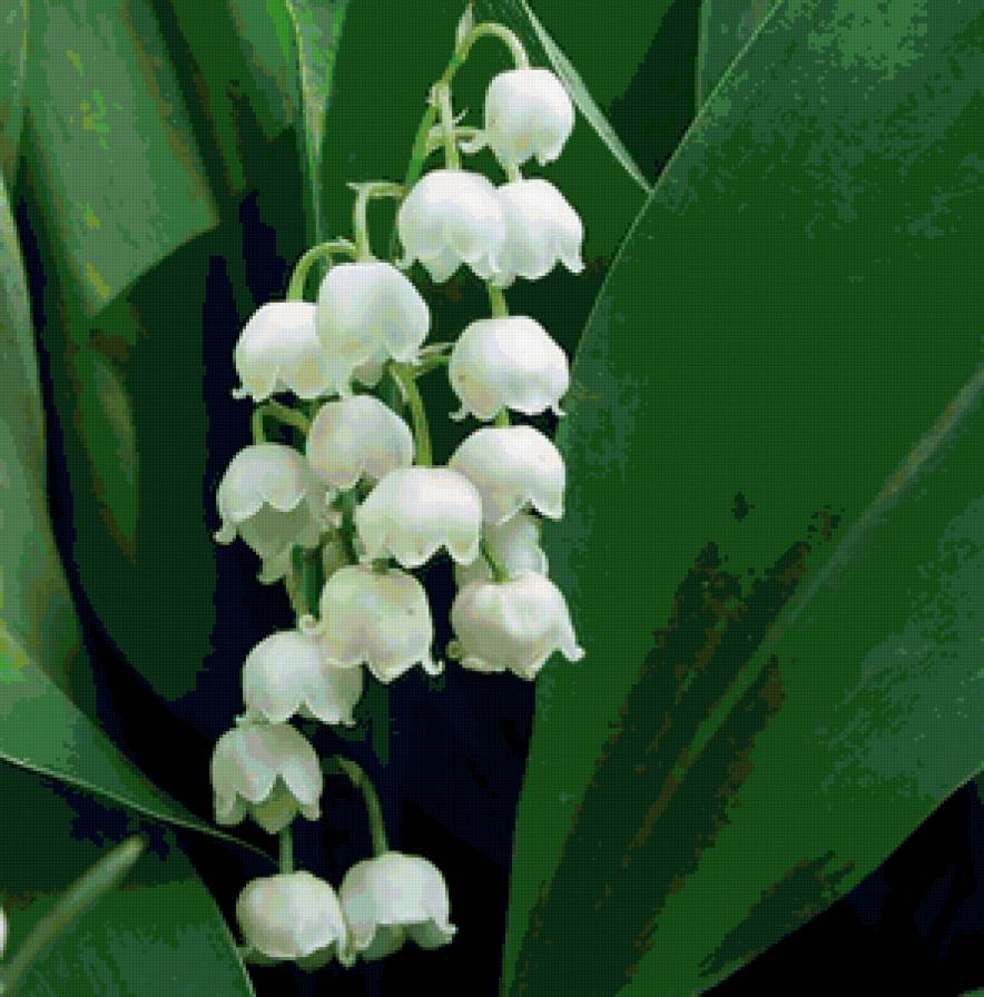 Ландыш - природа, цветы, весна - предпросмотр