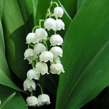 Схема вышивки «Ландыш»