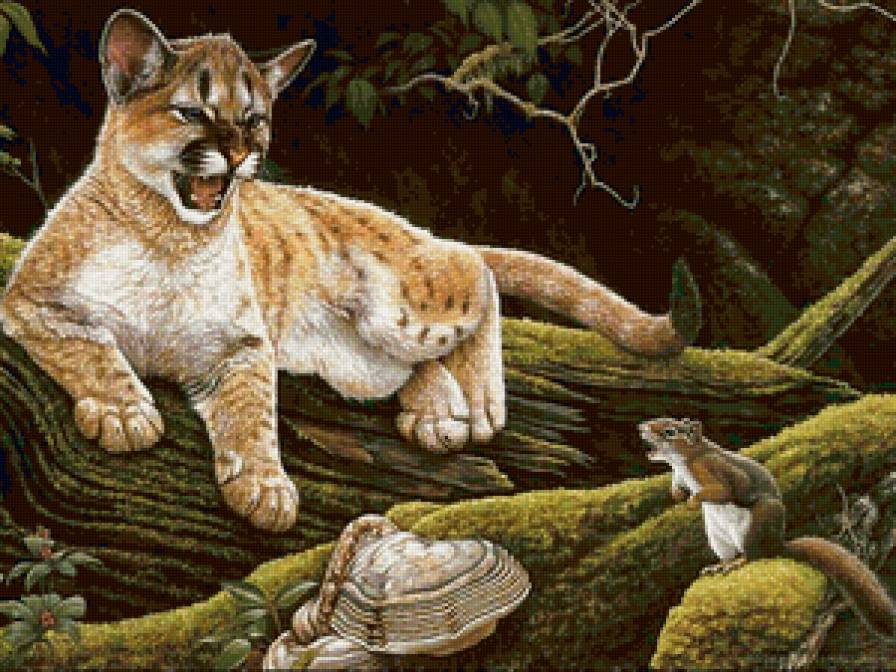 котёнок - дикие кошки - предпросмотр