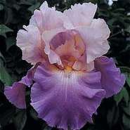 Схема вышивки «iris3»