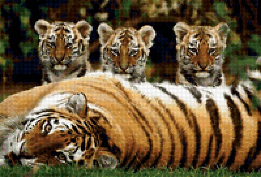 тигры - тигры - предпросмотр