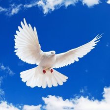 Схема вышивки «голубка»