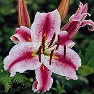 Схема вышивки «liliya4»