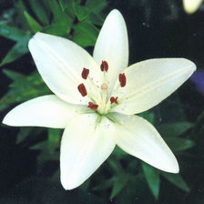 Схема вышивки «liliya6»