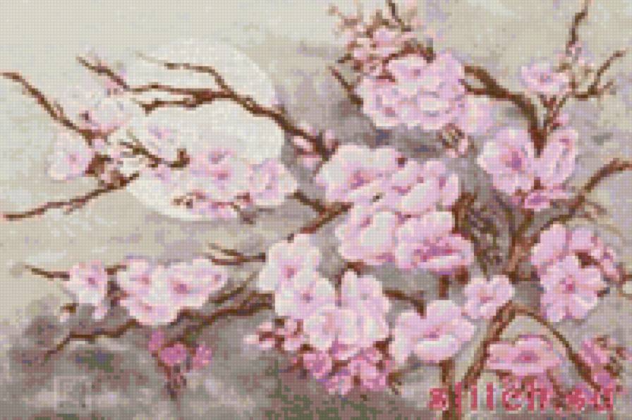 сакура - сакура - предпросмотр