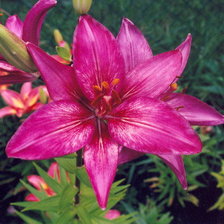 Схема вышивки «liliya7»