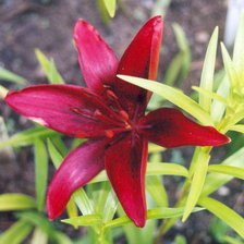 Схема вышивки «liliya8»