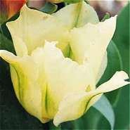 Схема вышивки «tul'pan»